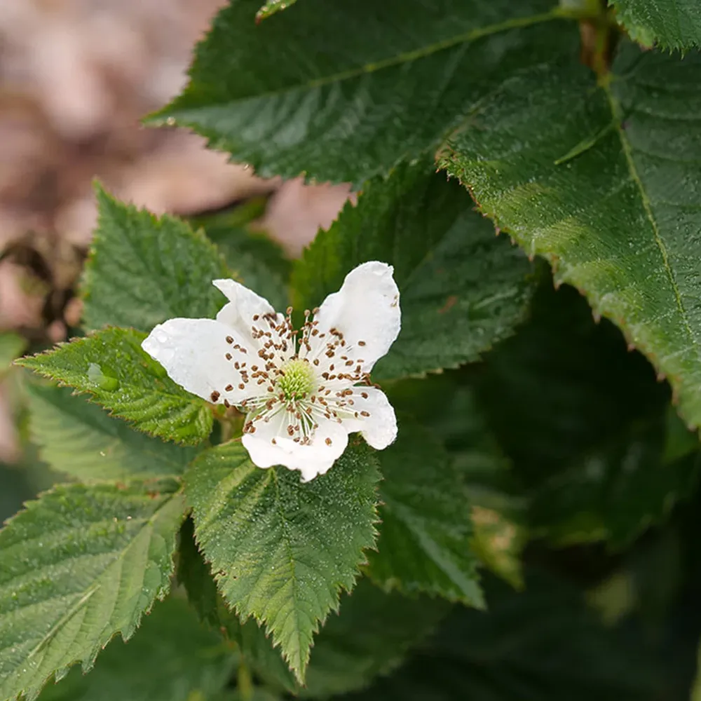 Proven Winners® Taste of Heaven® Thornless Blackberry Shrub 4