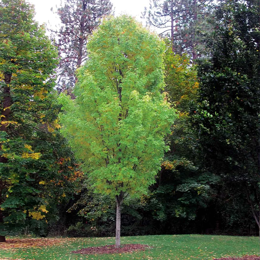 Bowhall Red Maple Tree - Realistic Decorative Artificial Plant 1