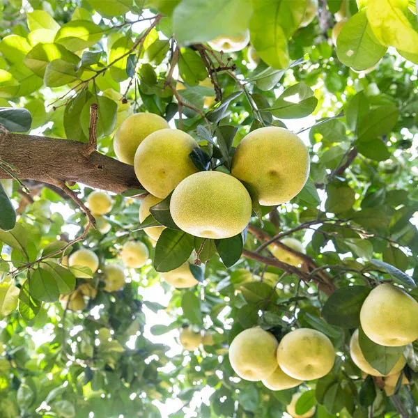 Hirado Pummelo Tree - Live Citrus Grandis Fruit Tree