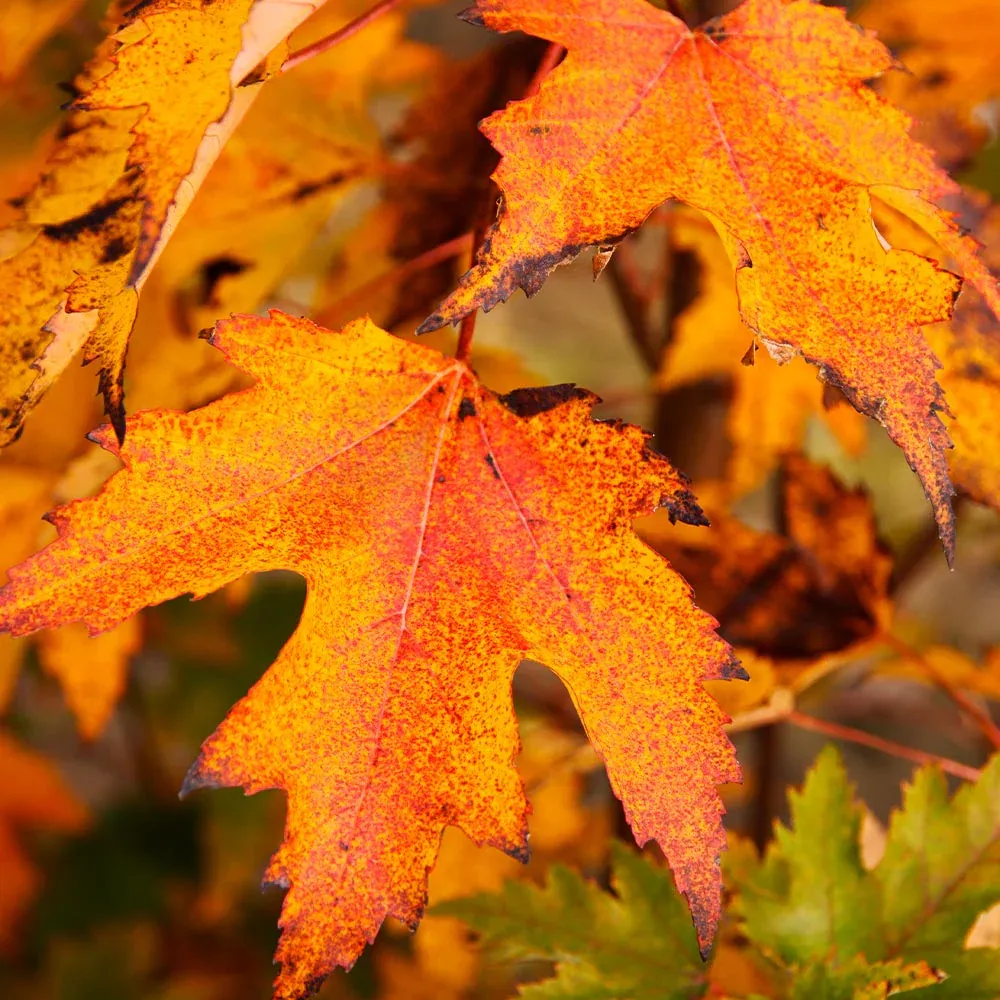 Armstrong Gold® Maple Tree - Columnar Acer rubrum for Landscaping 2