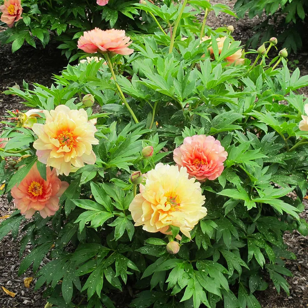 Summer Sunset Itoh Peony Plant - Intersectional Hybrid Perennial