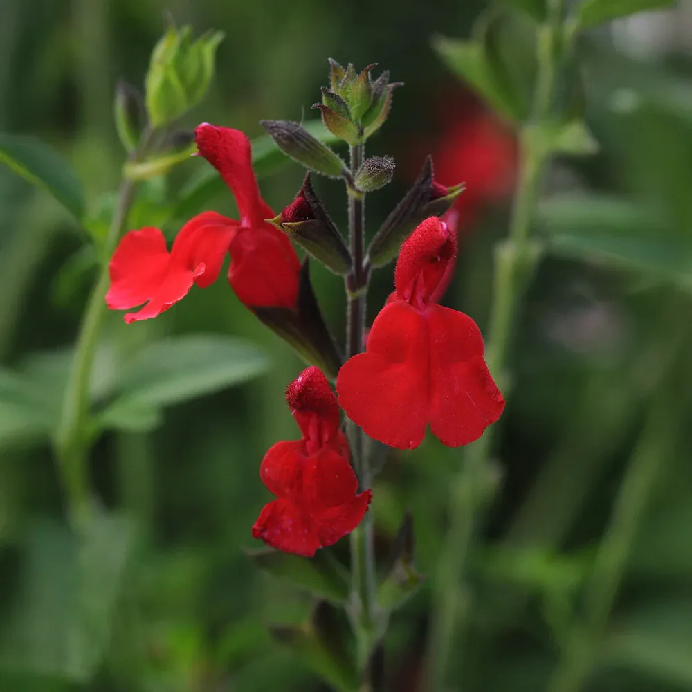 Better Versions® Radio Red Autumn Sage Plant (Salvia greggii)