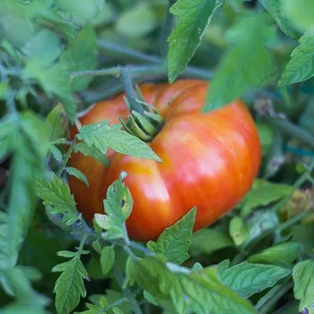 USDA Organic Beefsteak Tomato Plant - Heirloom Variety for Home Gardening