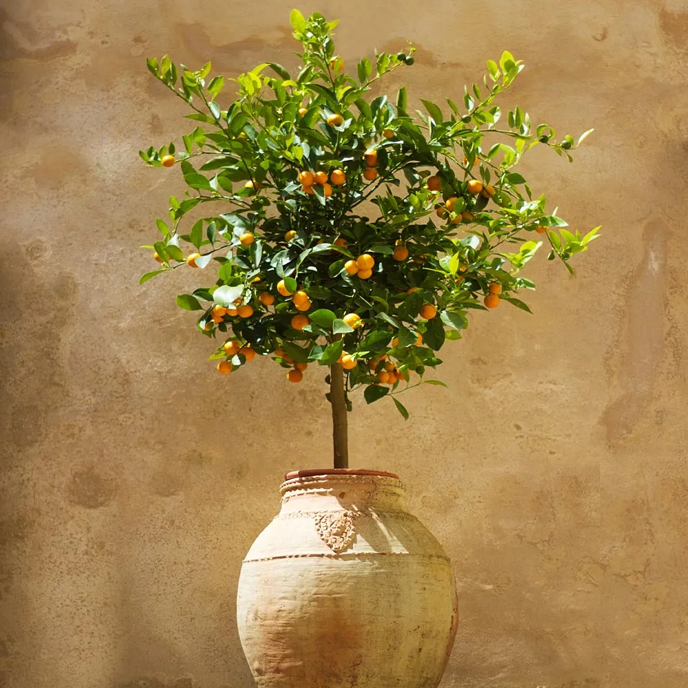 Calamondin Orange Tree - Potted Citrus Plant for Home and Garden
