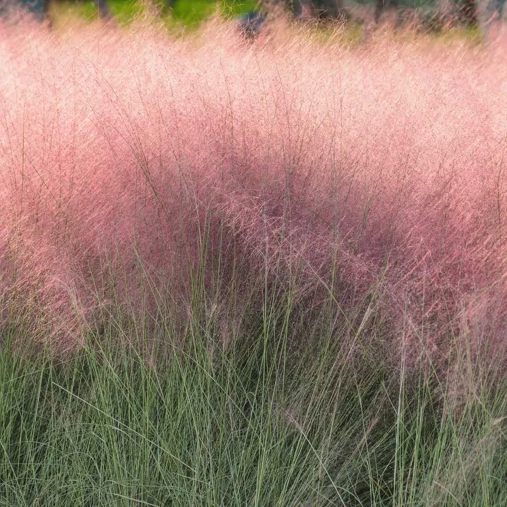 Pink Muhly Grass (Muhlenbergia capillaris) Ornamental Perennial Seeds 2