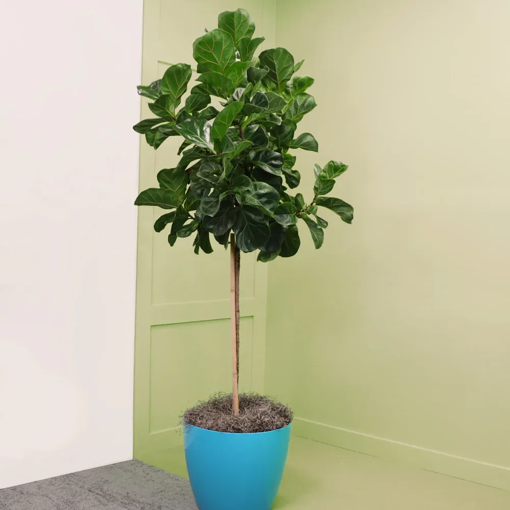 Bambino Fiddle Leaf Fig - Compact Ficus Lyrata Indoor Plant 3