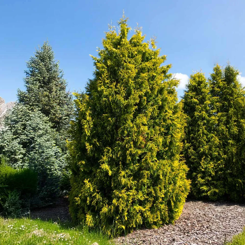 Yellow Ribbon Arborvitae Tree - Narrow Upright Evergreen Shrub
