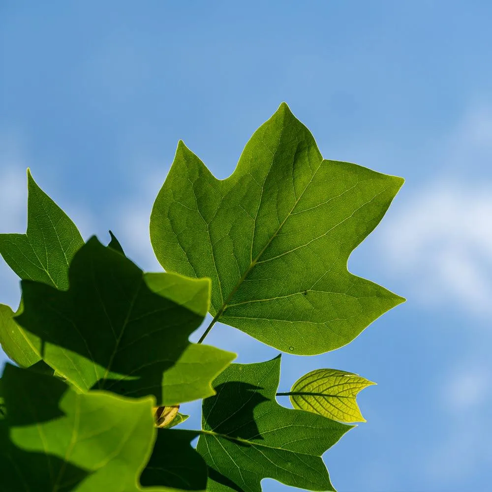 Tulip Poplar Tree (Liriodendron tulipifera) Deciduous Shade Tree 3