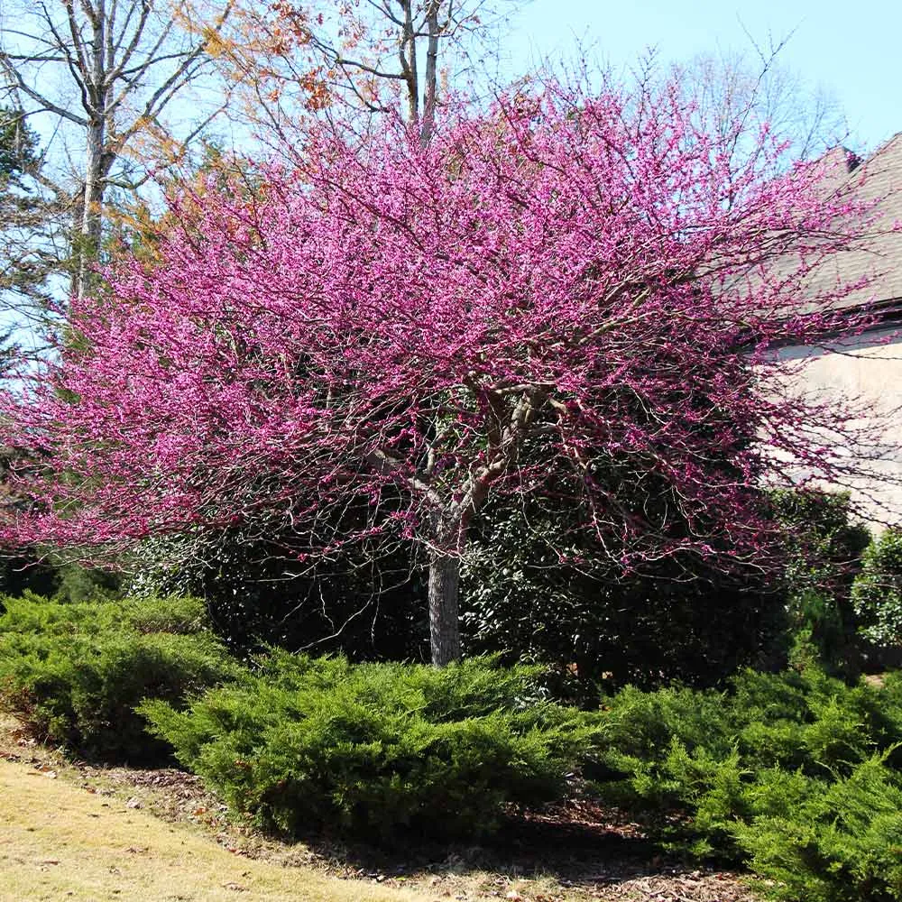 Eastern Redbud Tree (Cercis canadensis) - Ornamental Spring-Flowering Deciduous Tree 3