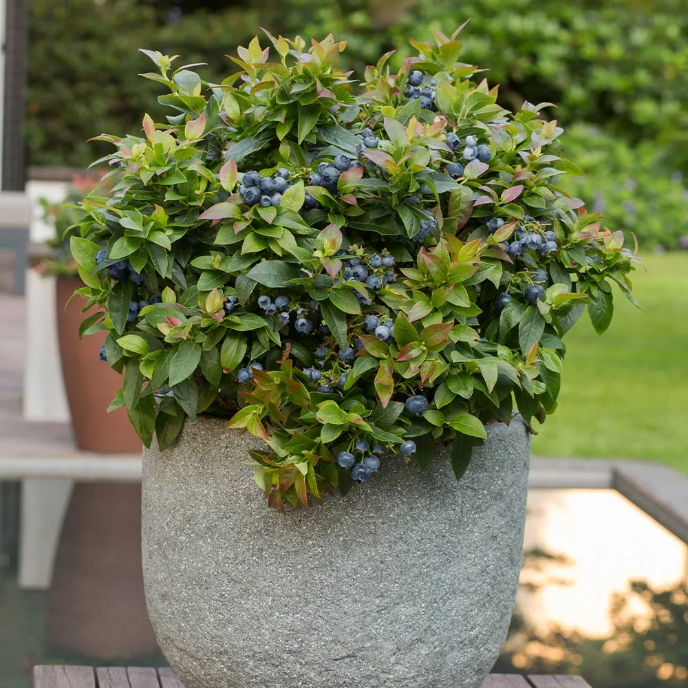 Bushel and Berry® Jelly Bean® Blueberry Bush - Compact Dwarf Fruit Shrub