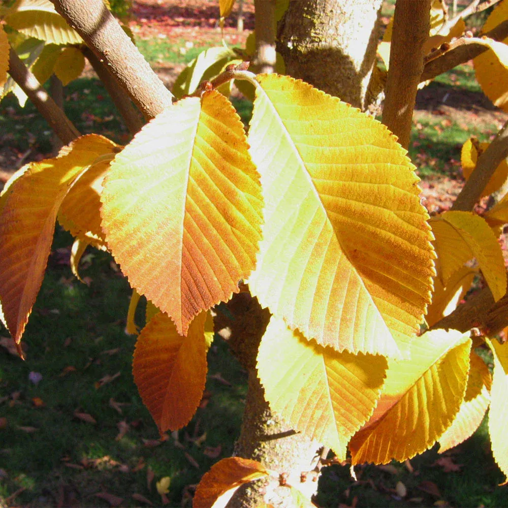 Emerald Sunshine Elm Tree - Disease-Resistant Ornamental Shade Tree 3