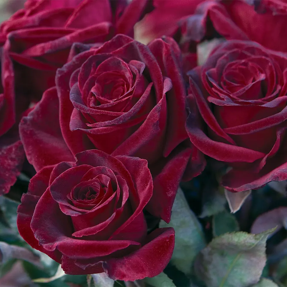 Bloomables® Black Baccara® Rose - Dark Hybrid Tea Rose Bush 3