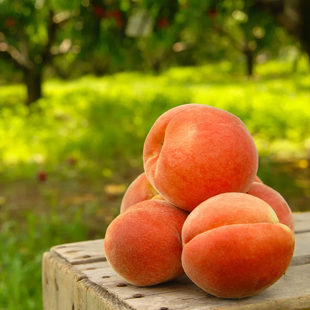 Elberta Peach Tree - Self-Pollinating Deciduous Fruit Tree