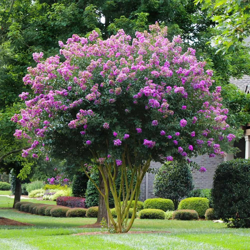 Muskogee Crape Myrtle Tree - Lavender Flowering Ornamental Shrub