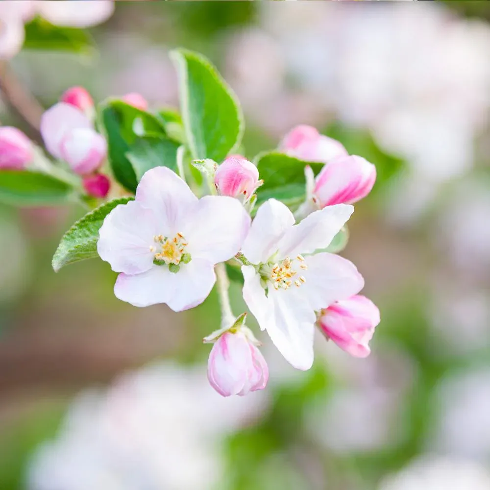 Granny Smith Apple Tree - Crisp Tart Fruit Variety 4