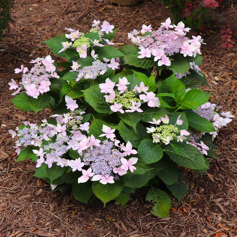 Tuff Stuff Ah-Ha® Hydrangea Shrub - Reblooming Lacecap Garden Plant 4