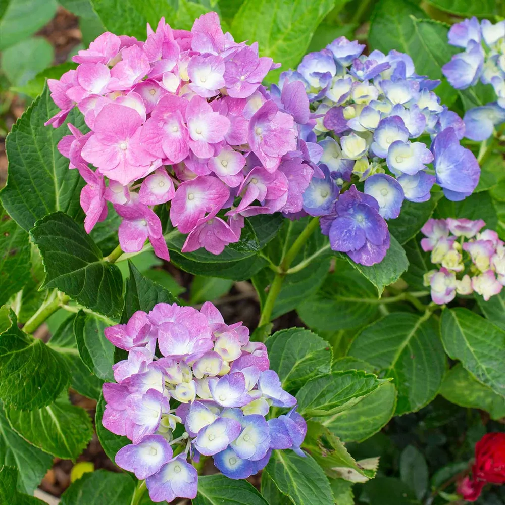 Bloomables® L.A. Dreamin® Hydrangea - Reblooming Flowering Shrub 4