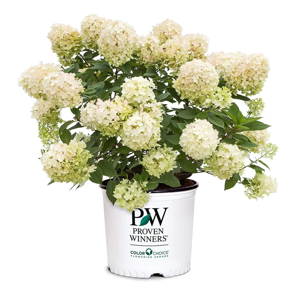 Fire Light Tidbit® Hydrangea Paniculata Compact Flowering Shrub 4