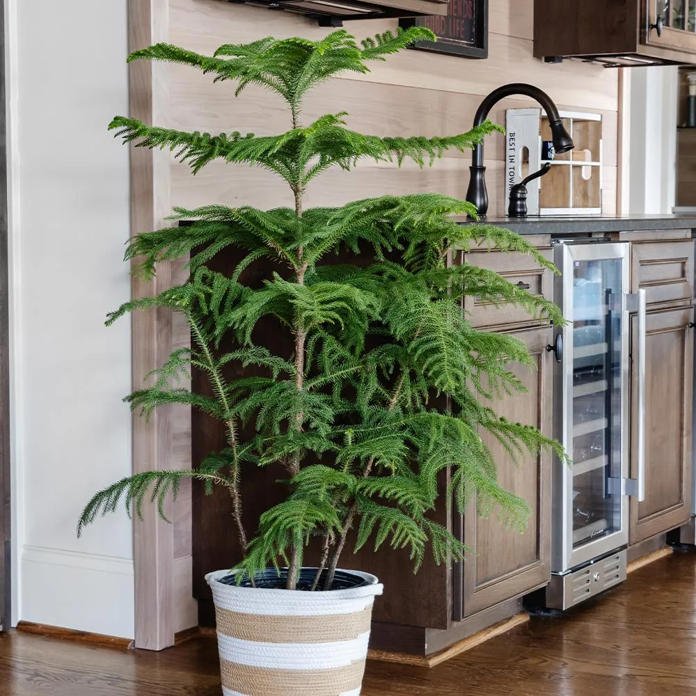 Norfolk Island Pine Tree (Araucaria heterophylla) - Indoor Evergreen Potted Plant 4