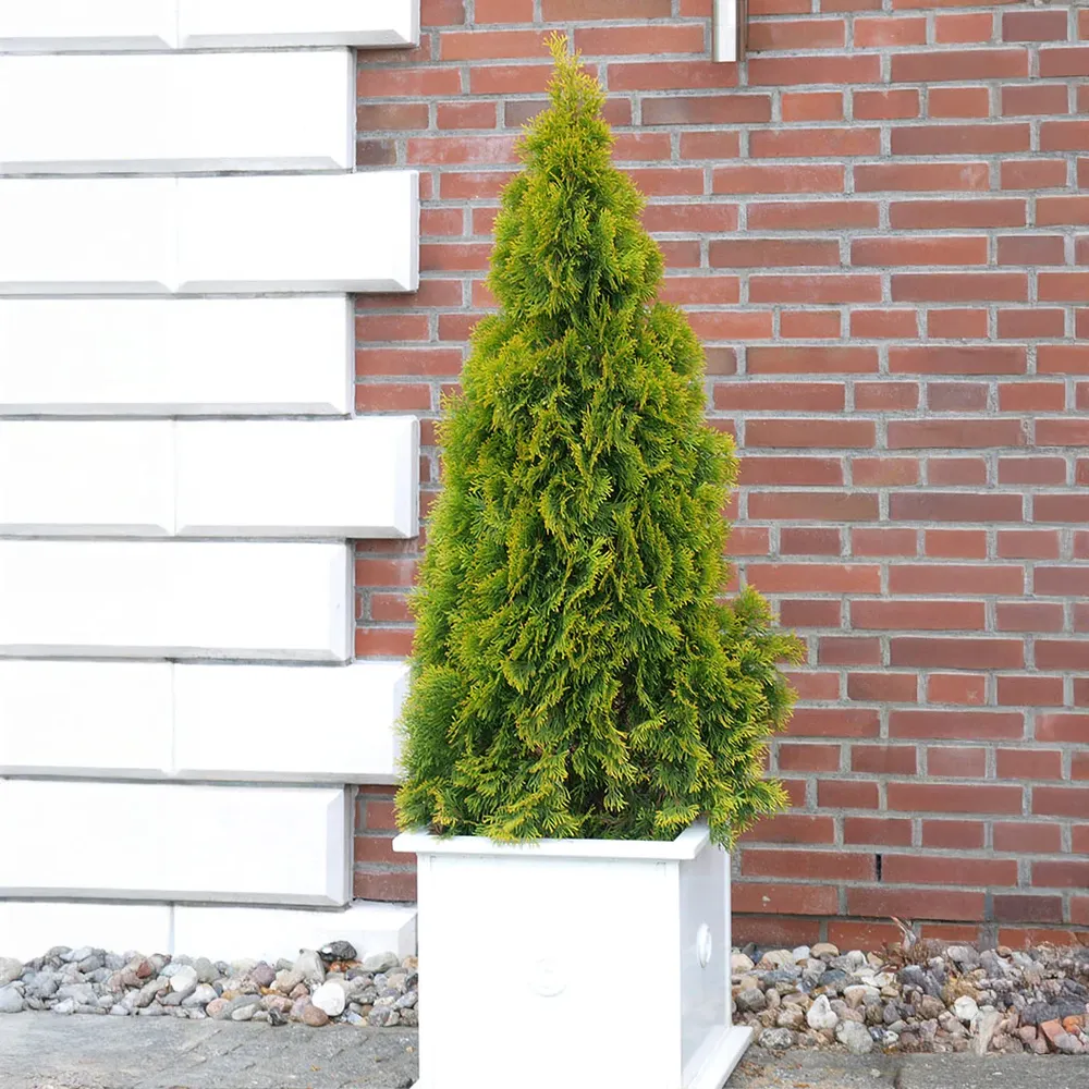 Southern Living® Highlights™ Arborvitae Thuja Evergreen Privacy Hedge 2