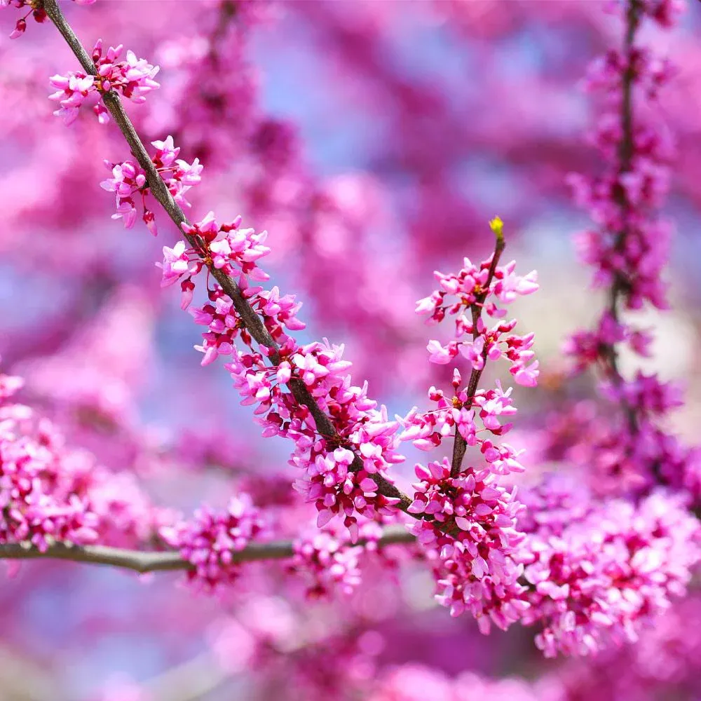 Forest Pansy Redbud (Cercis canadensis 'Forest Pansy') Ornamental Deciduous Tree 2