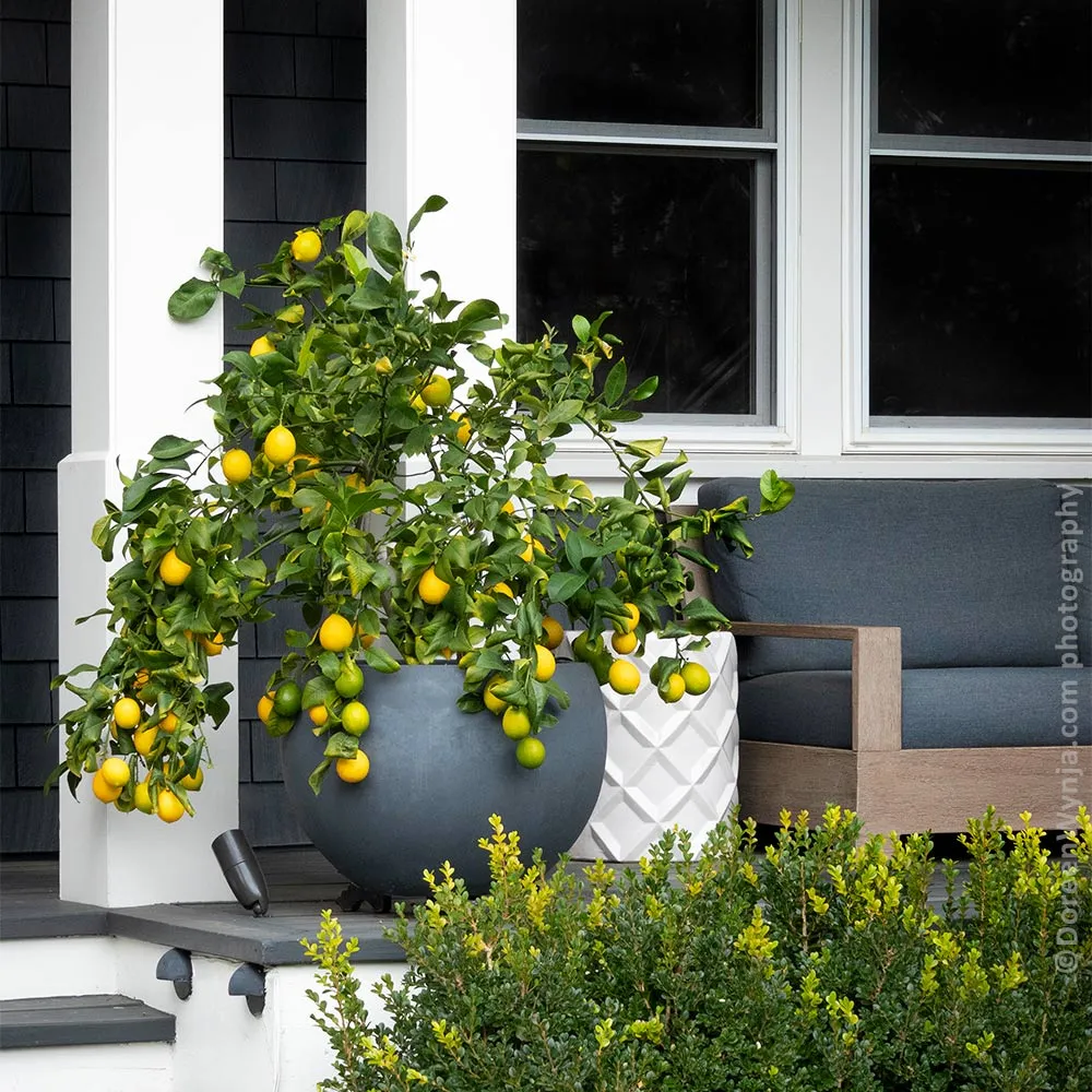 Meyer Lemon Bush - Potted Citrus Fruit Tree for Home and Garden