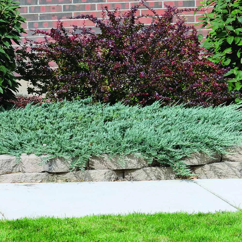 Blue Rug Juniper Groundcover - Creeping Evergreen Shrub
