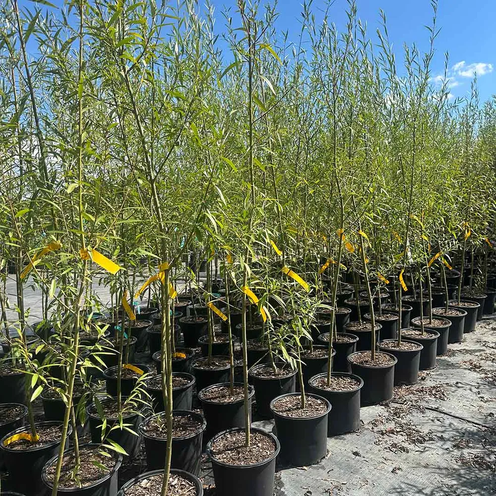 Willow Hybrid Tree - Fast-Growing Deciduous Shade and Privacy Tree 2