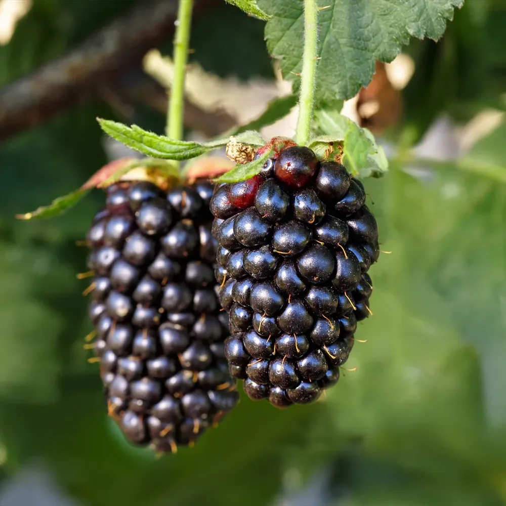 Sweetie Pie Thornless Blackberry Bush - Productive Fruit-Bearing Plant