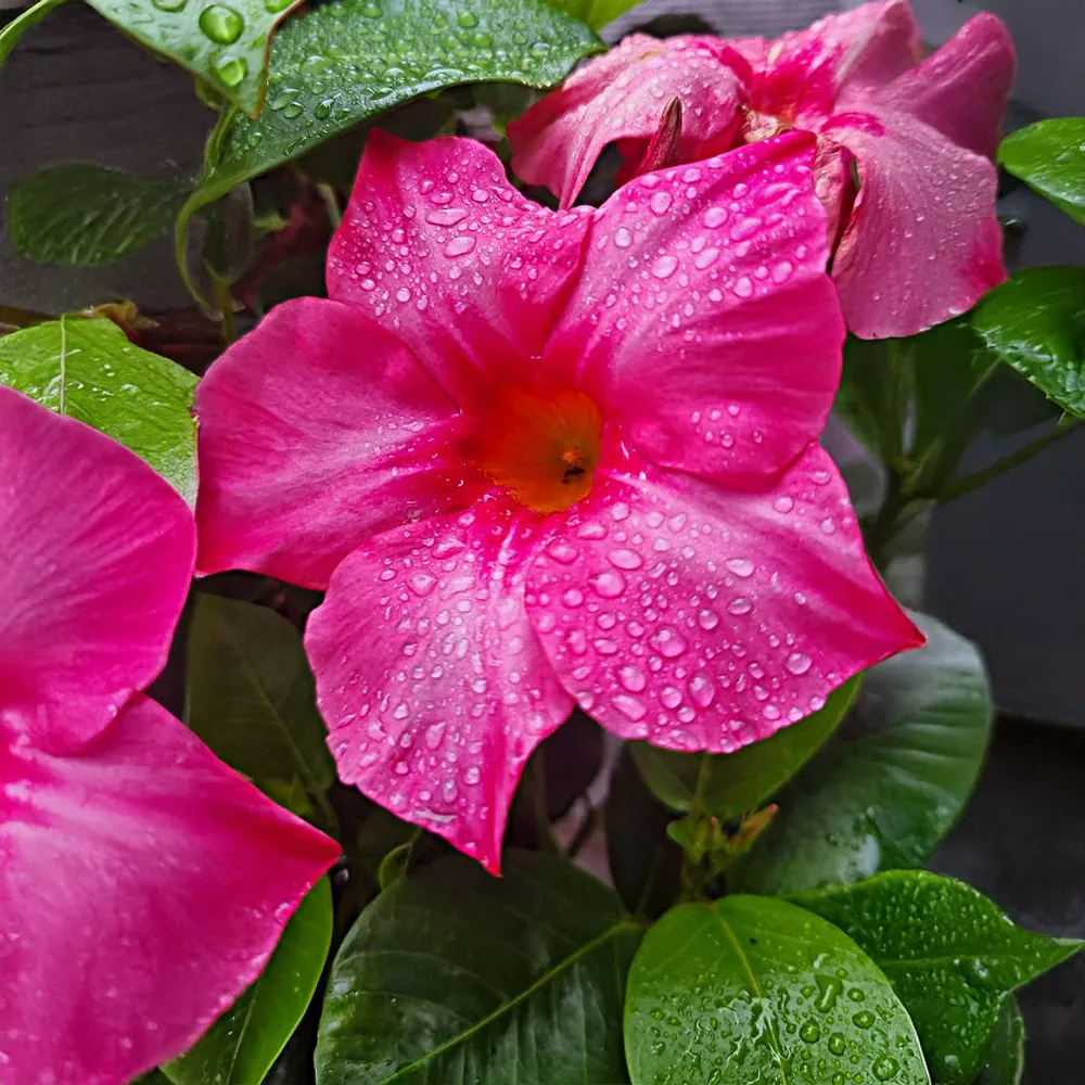 Pink Diplodenia Bush Artificial Flowering Shrub for Indoor and Outdoor Decor