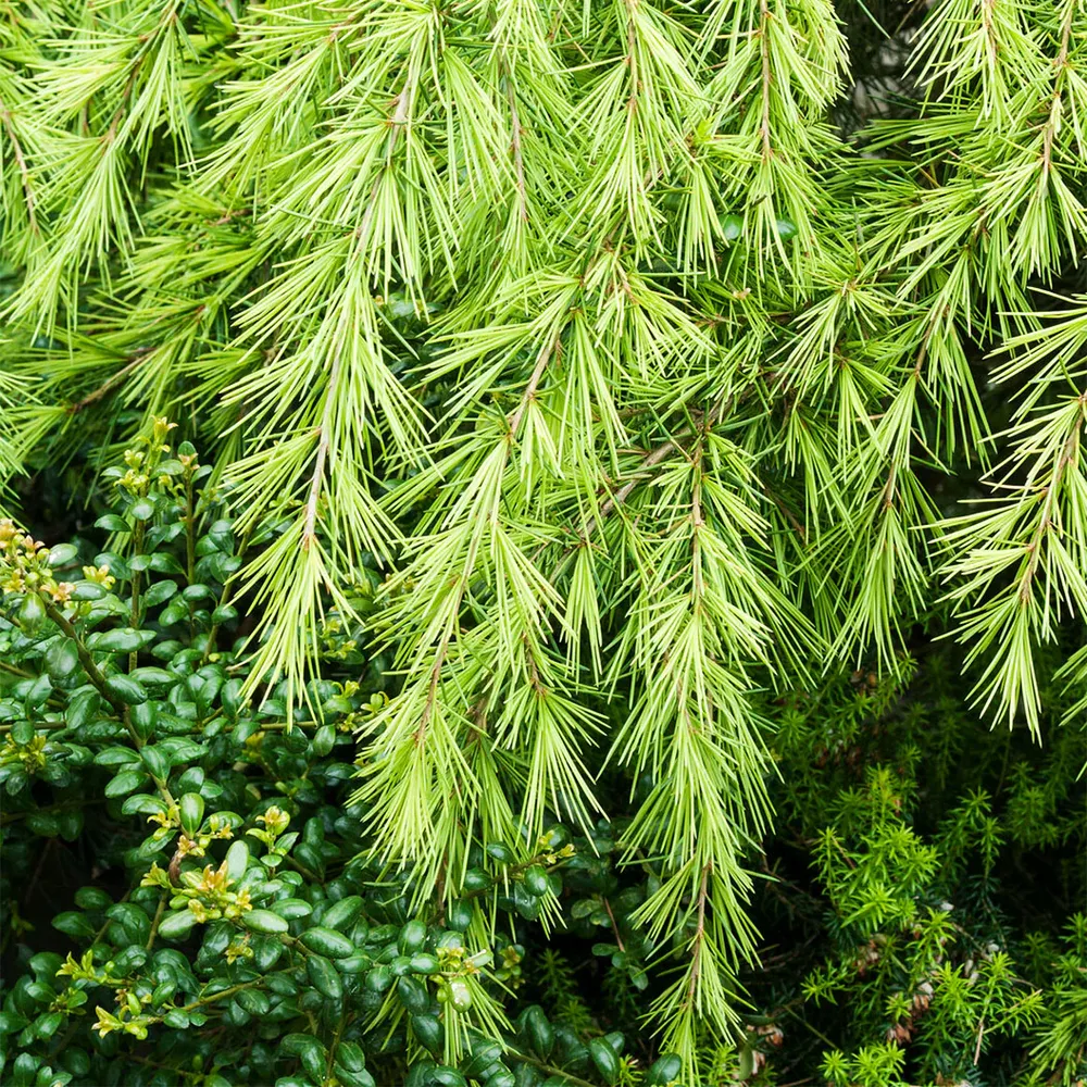 Golden Deodar Cedar Tree (Cedrus deodara 'Aurea') Ornamental Evergreen 2