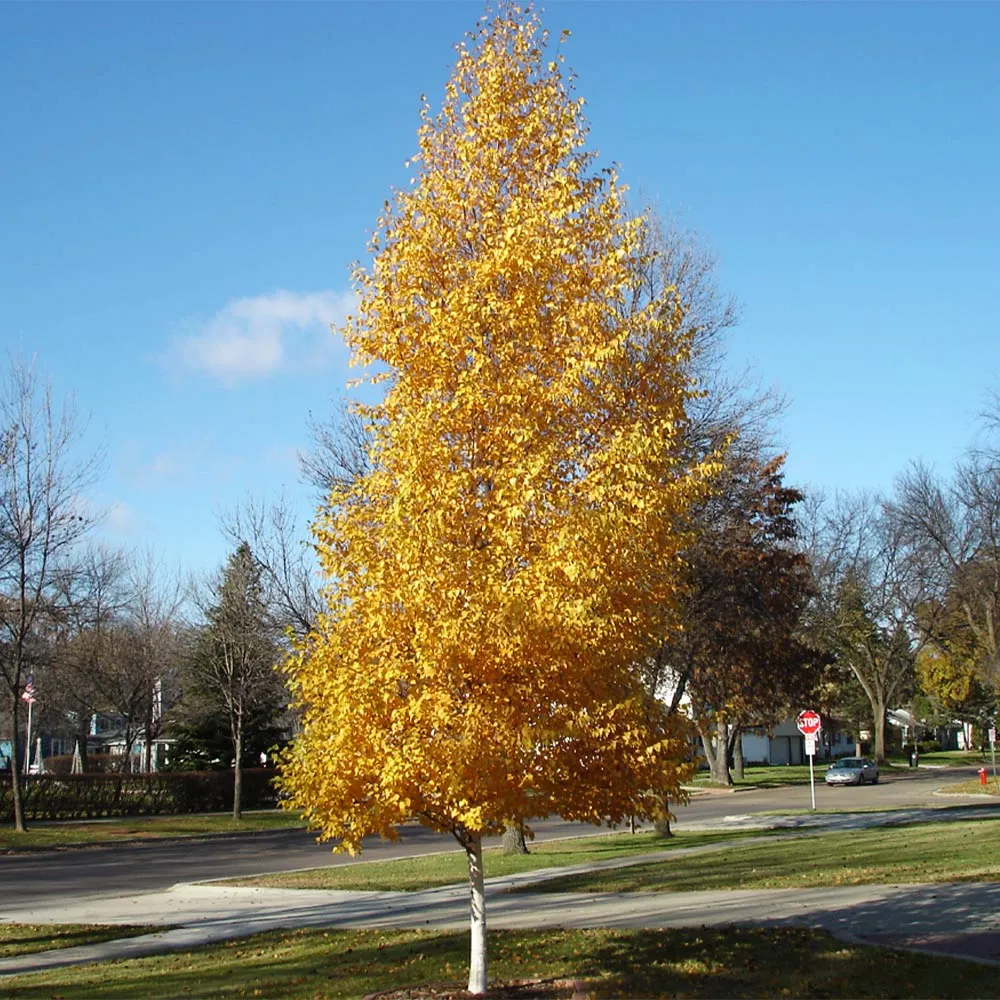 Dakota Pinnacle Birch Tree - Pre-Lit Artificial Decorative Tree 1