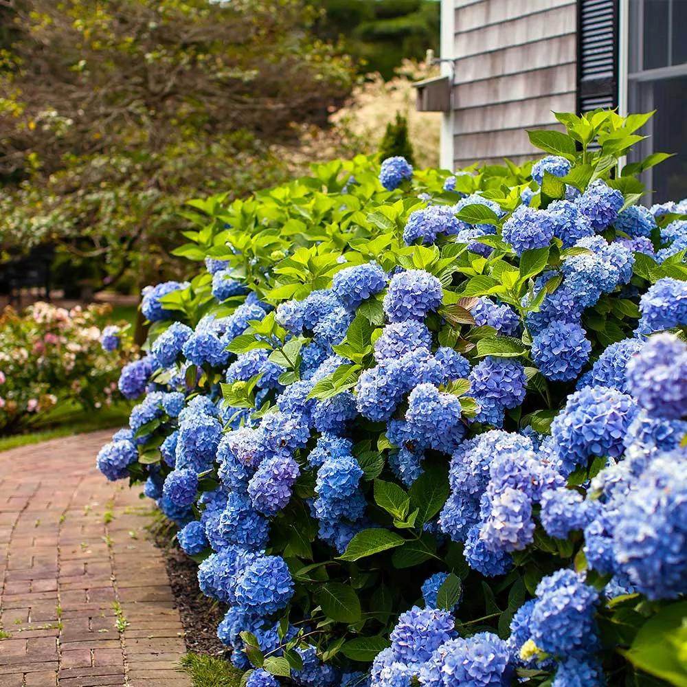 Endless Summer® The Original Reblooming Hydrangea Macrophylla Shrub 1