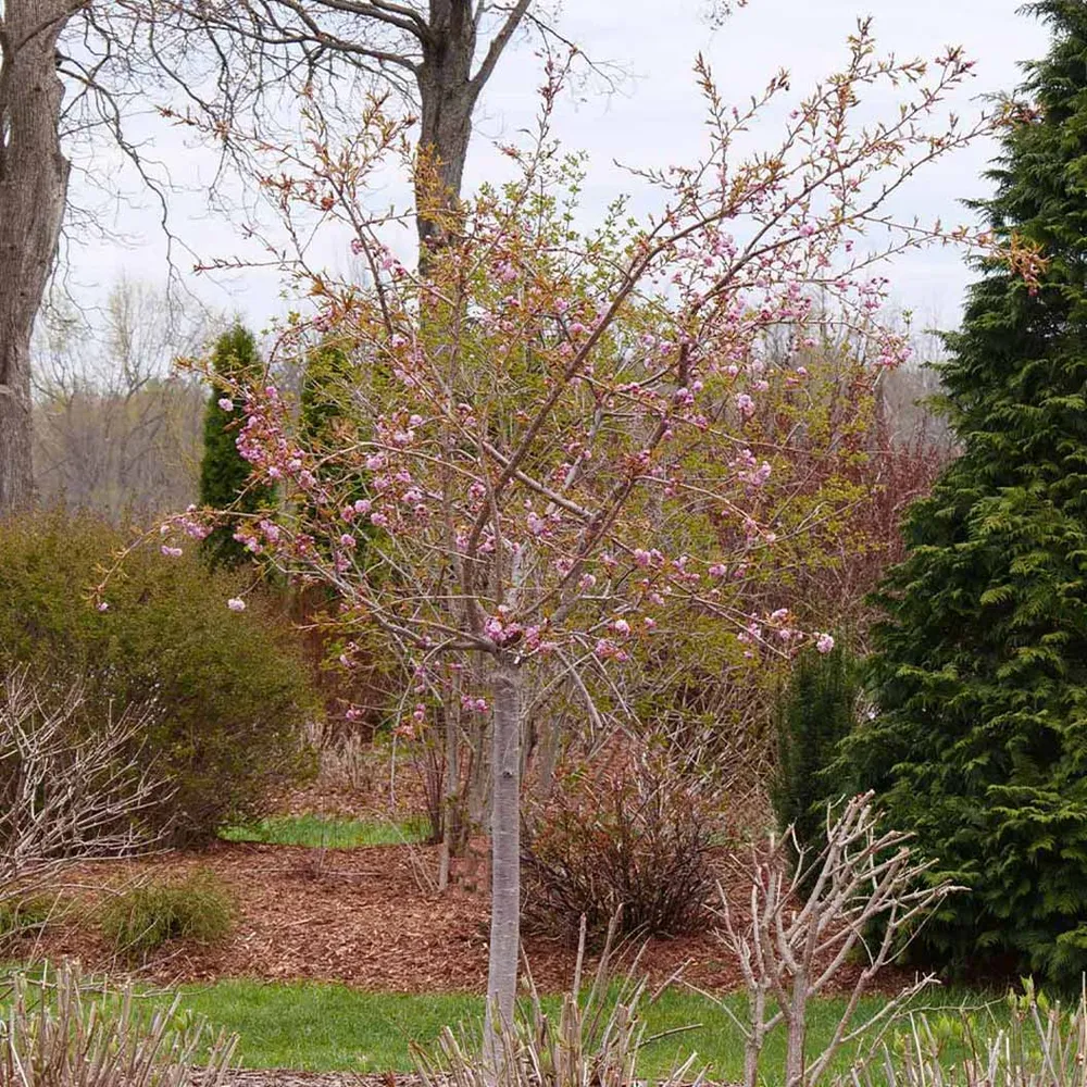 Weeping Extraordinaire™ Cherry Tree - Ornamental Flowering Deciduous Tree 1