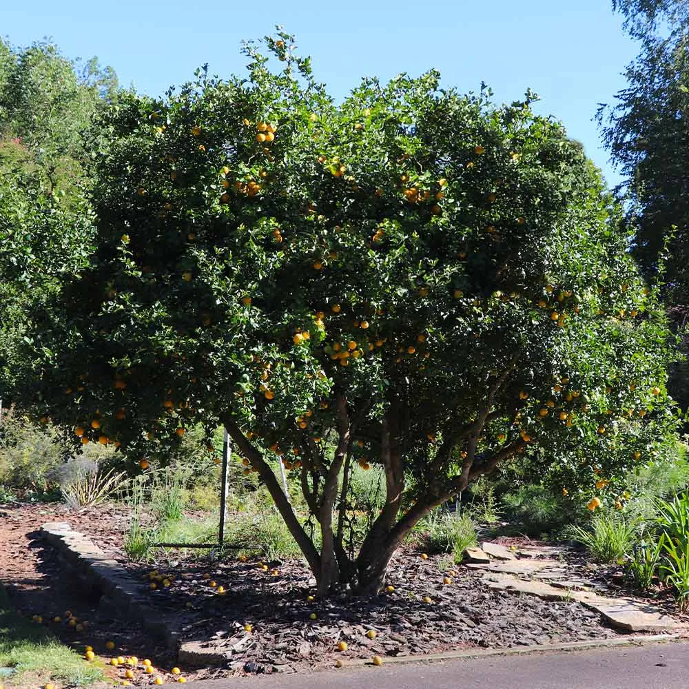 Flying Dragon Hardy Orange Tree (Poncirus trifoliata) - Contorted Ornamental Citrus 1