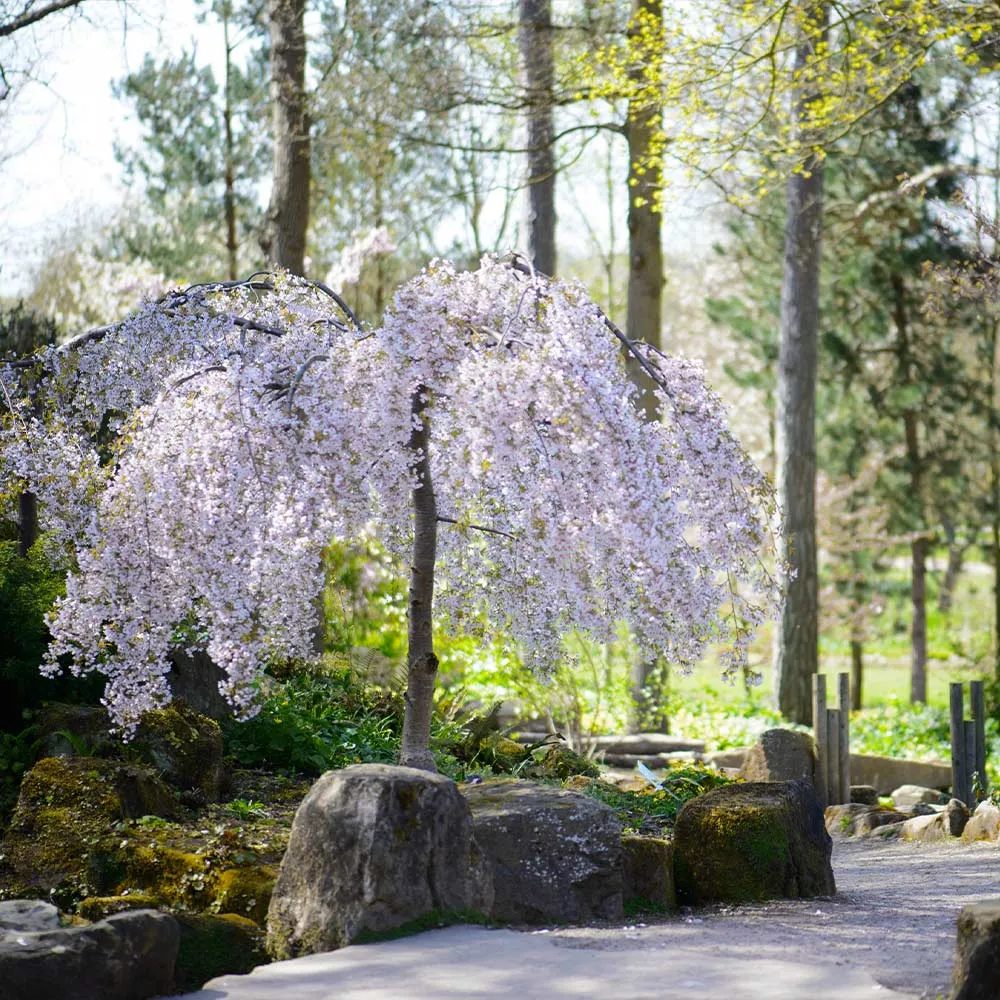 Snow Fountains® Weeping Cherry Tree - Cascading Ornamental Flowering Tree 3