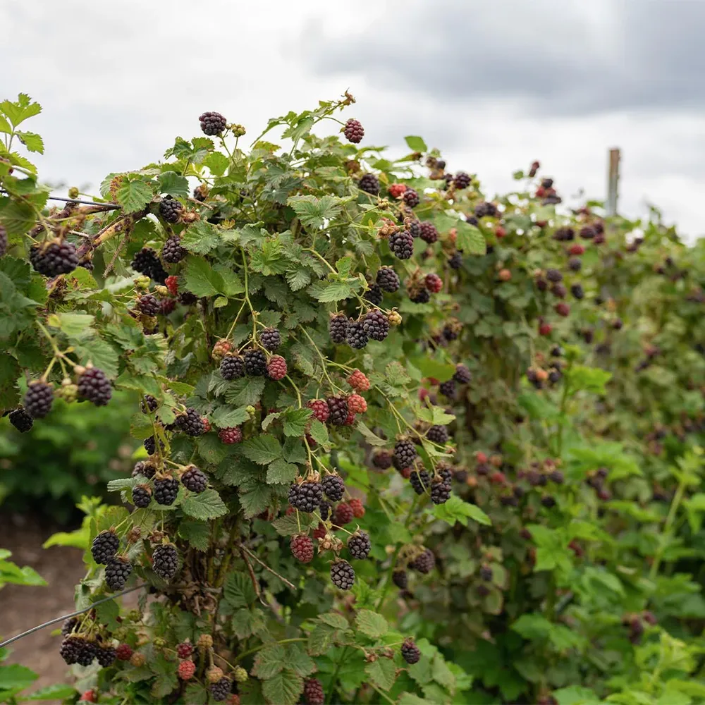 Black Satin Thornless Blackberry Bush - High Yield Fruit-Bearing Plant 1