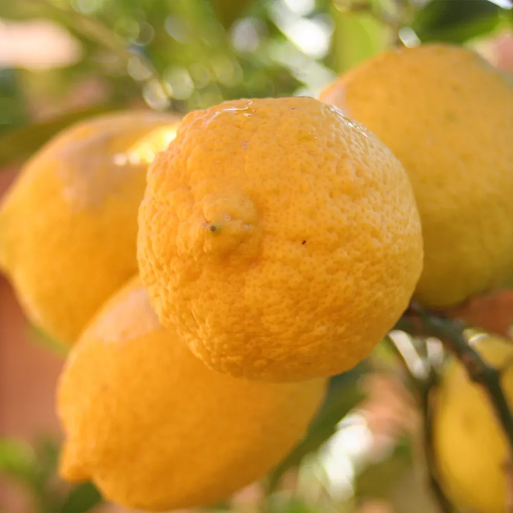 Genoa Italian Lemon Tree - Citrus Limon Potted Fruit Plant 1