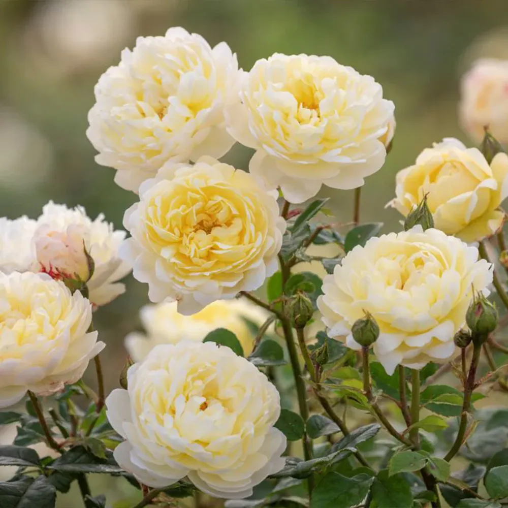 David Austin® Nye Bevan™ English Shrub Rose Plant