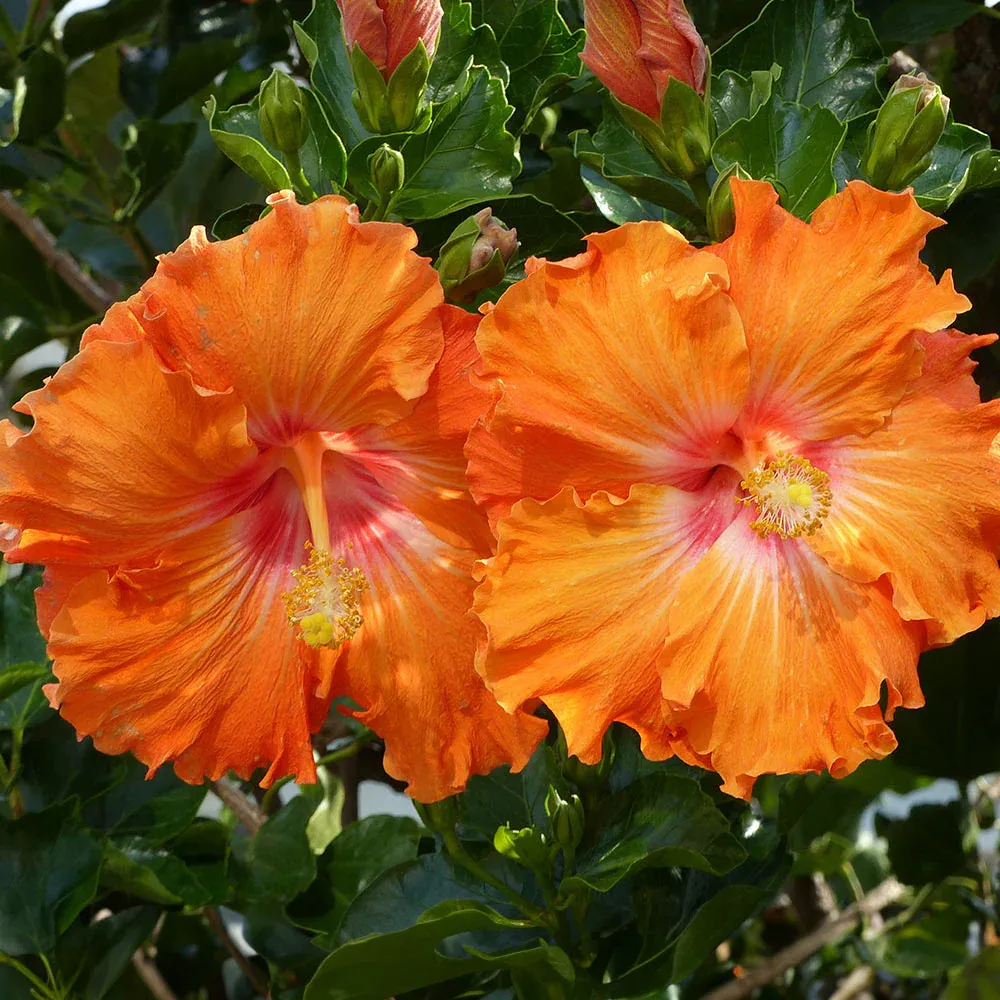 Fiesta Hibiscus Floral Pattern Ceramic Dinnerware
