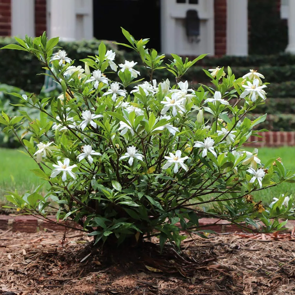 Dwarf Radicans Gardenia Compact Evergreen Flowering Shrub