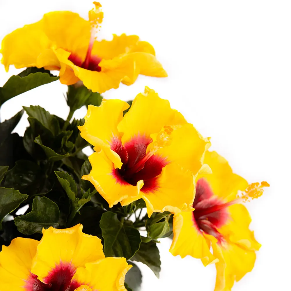 Rico Suave™ Hollywood® Hibiscus Tropical Flowering Shrub 3
