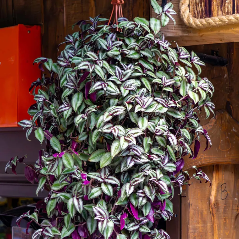 Silver Inch Plant (Tradescantia zebrina) Trailing Indoor Houseplant 2