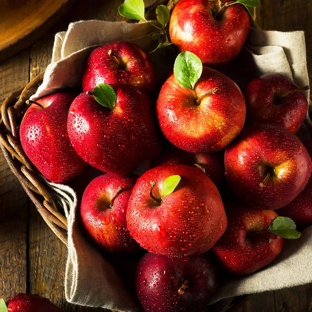 Red Delicious Apple Tree - Classic Home Orchard Fruit Tree