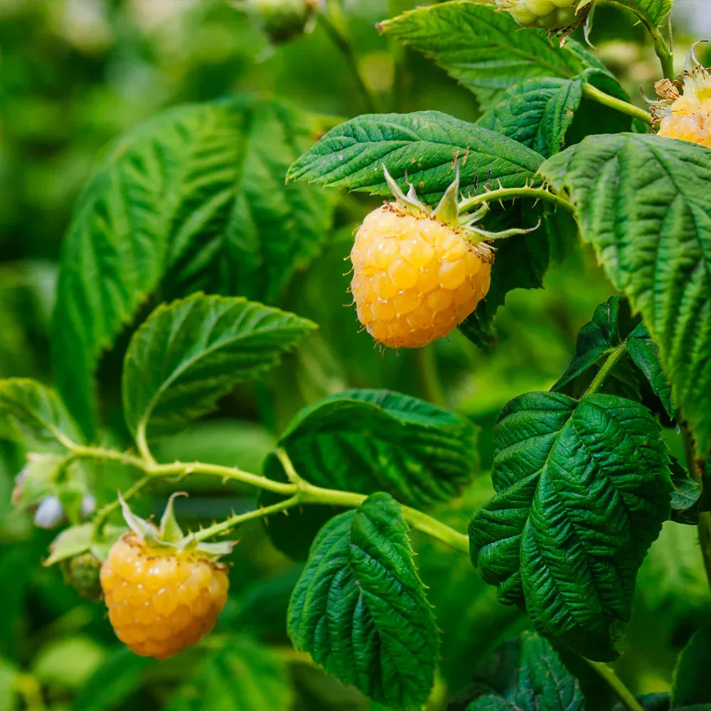 Golden Raspberry Bush Artificial Decorative Shrub 3