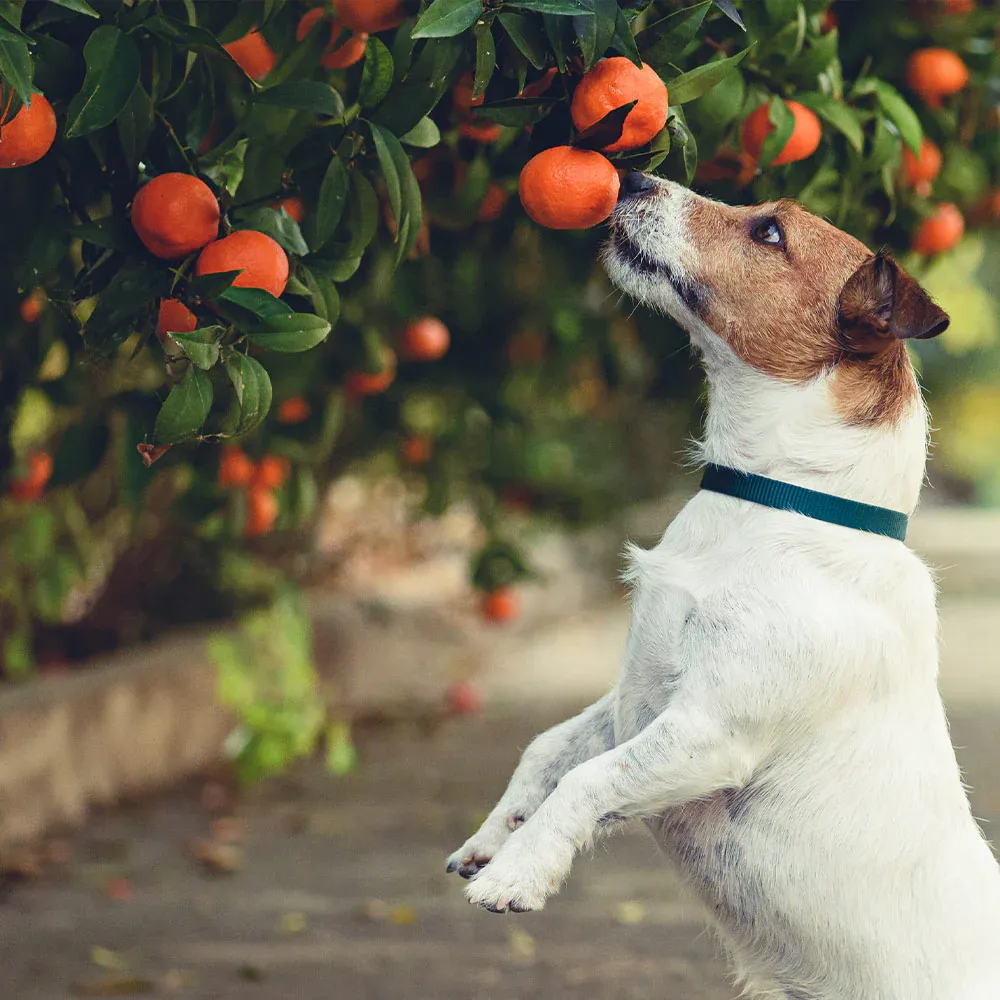 Dancy Tangerine Tree - Live Citrus Reticulata for Home and Garden