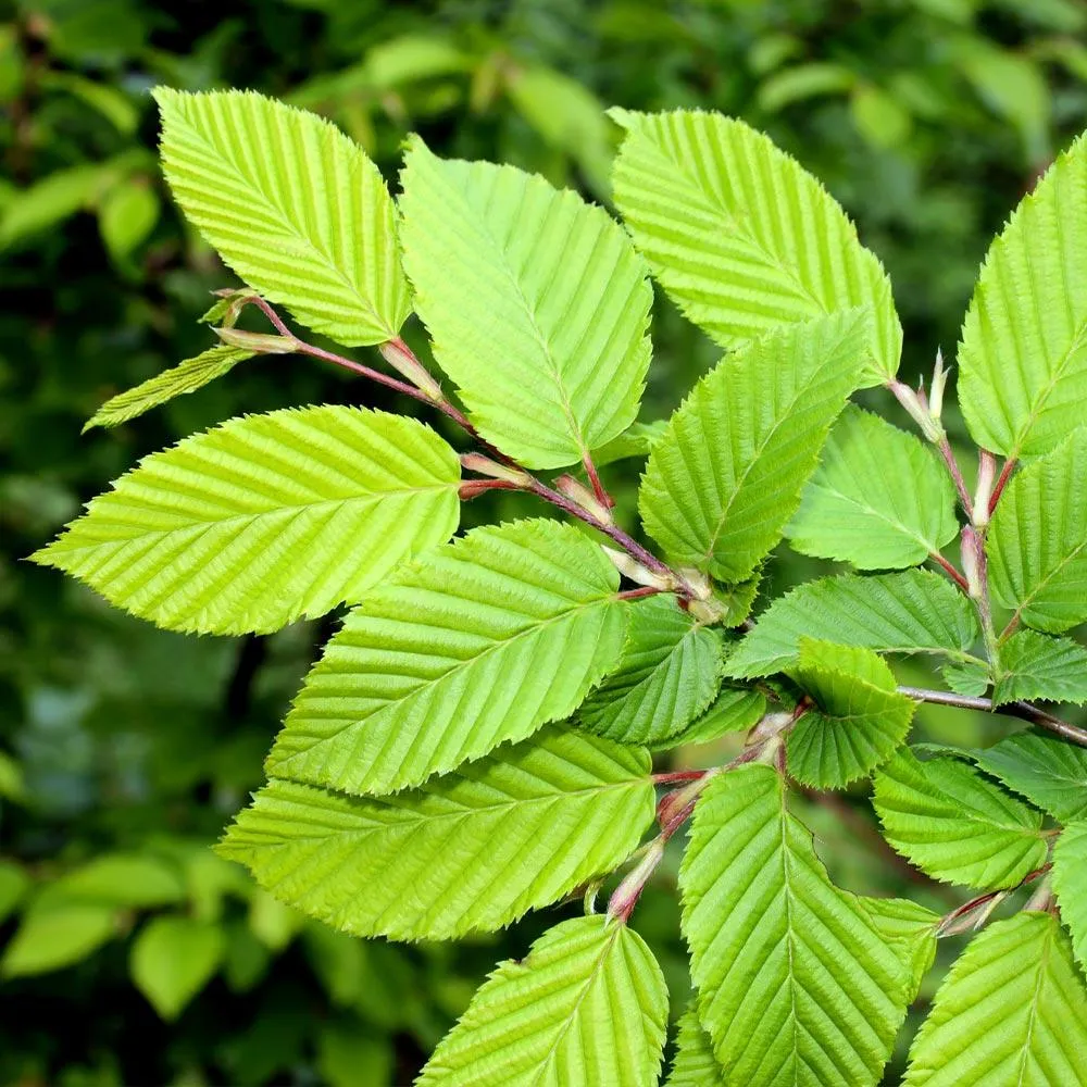Princeton American Elm Tree - Disease-Resistant Deciduous Shade Tree 1
