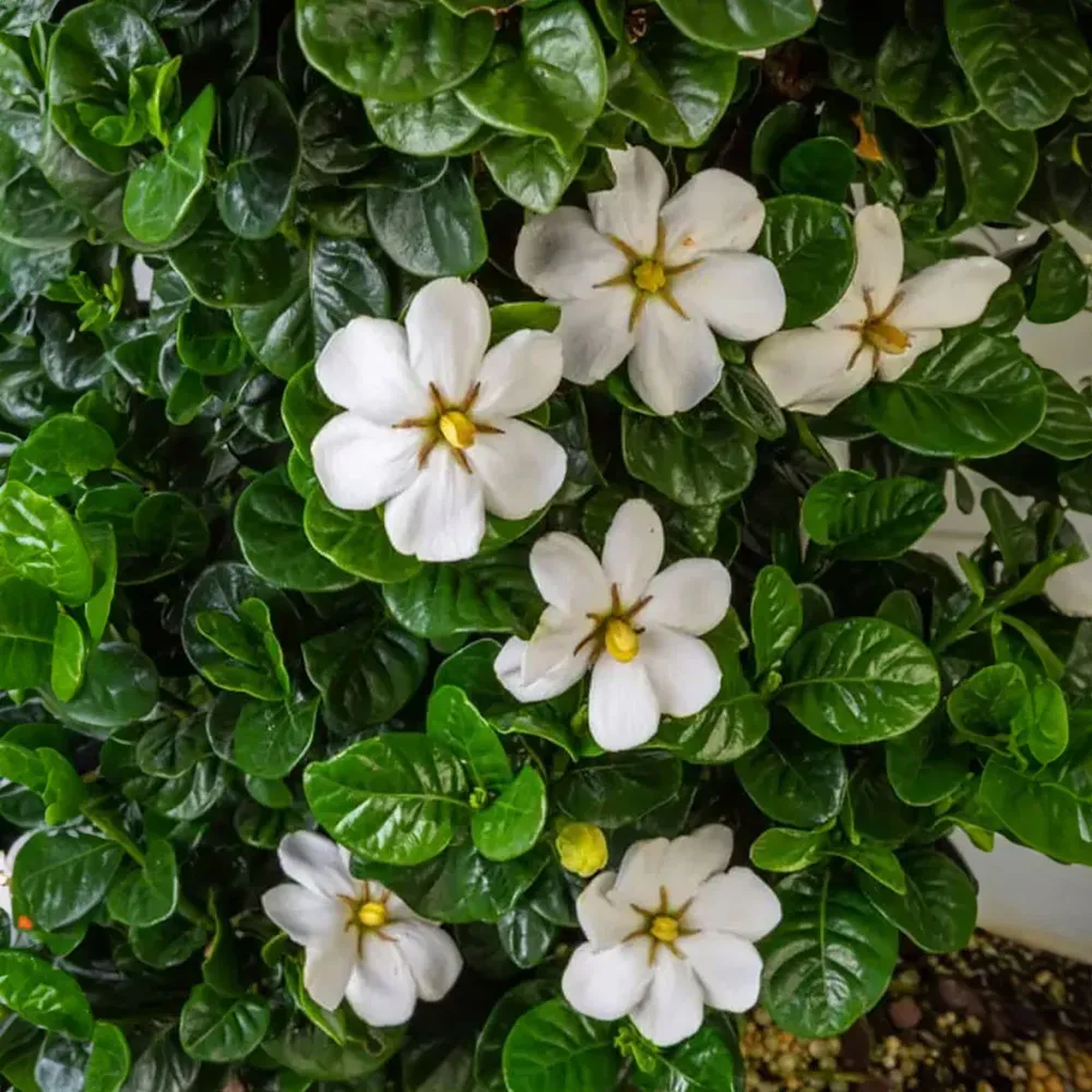 Diamond Spire® Gardenia Upright Evergreen Flowering Shrub 2