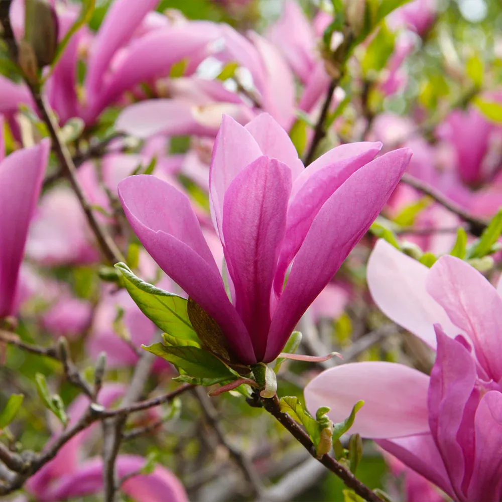 Ann Magnolia Tree - Deciduous Flowering Shrub 2
