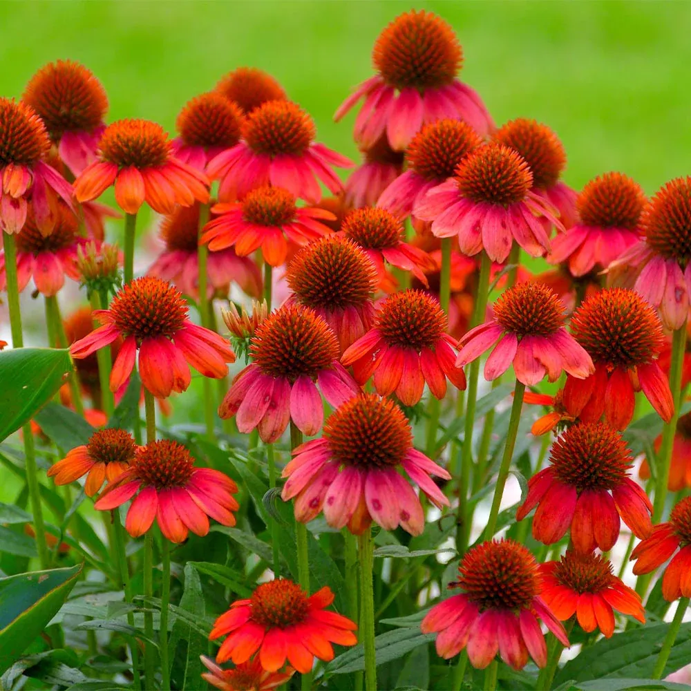 Better Versions® Sombrero® Salsa Red Coneflower Plant (Echinacea purpurea)